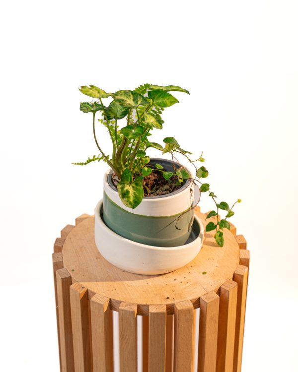 Cache pot artisanal, Vert olive, 13cm – Image 4