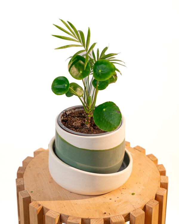 Cache pot artisanal, Vert olive, 13cm – Image 2