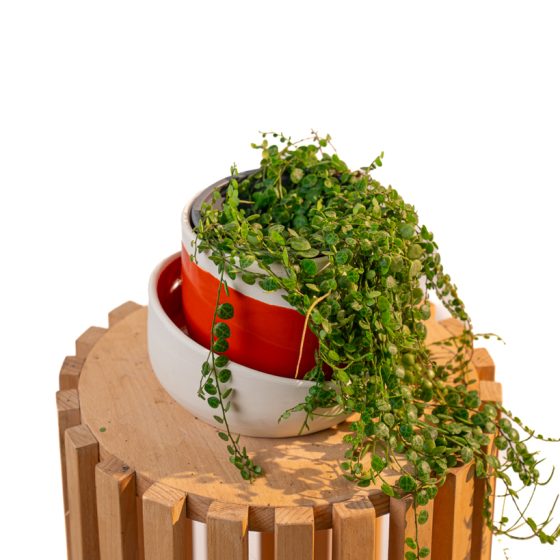 Peperomia prostata
