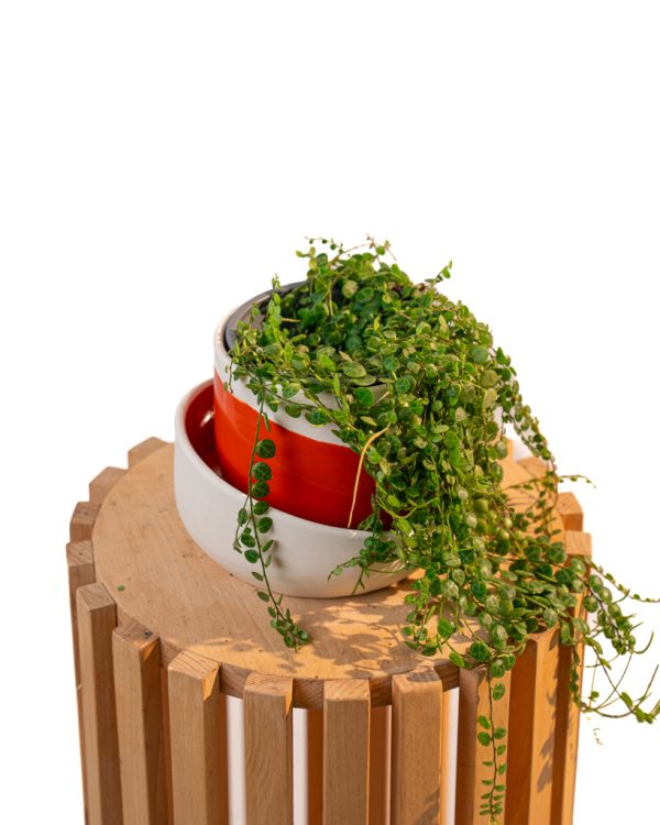 Peperomia prostata