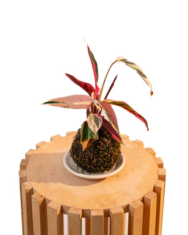 Kokedama Stromanthe Triostar – Image 4