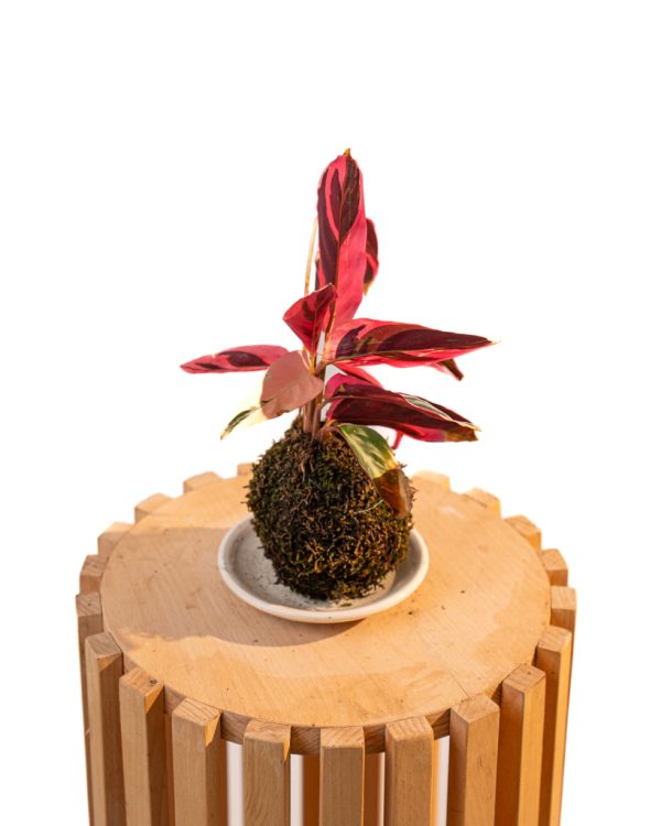 Kokedama Stromanthe Triostar – Image 3