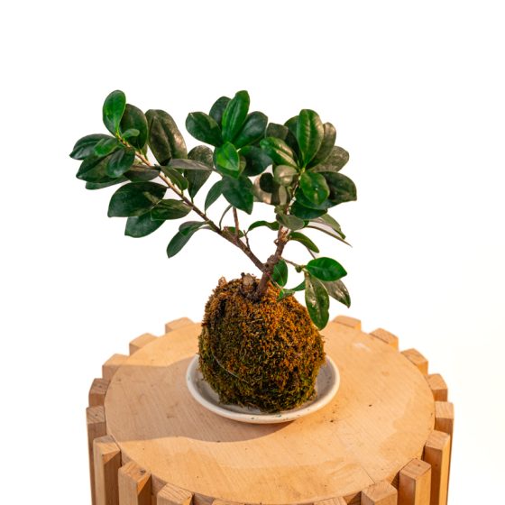 Kokedama Ficus retusa