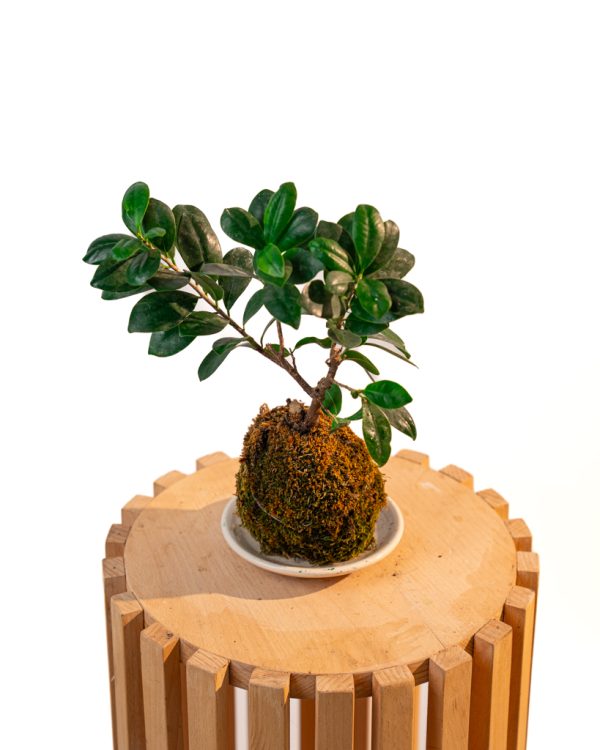 Kokedama Ficus retusa