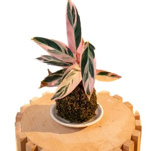 Kokedama Stromanthe Triostar