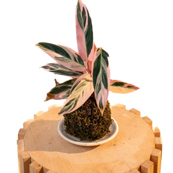 Kokedama Stromanthe Triostar
