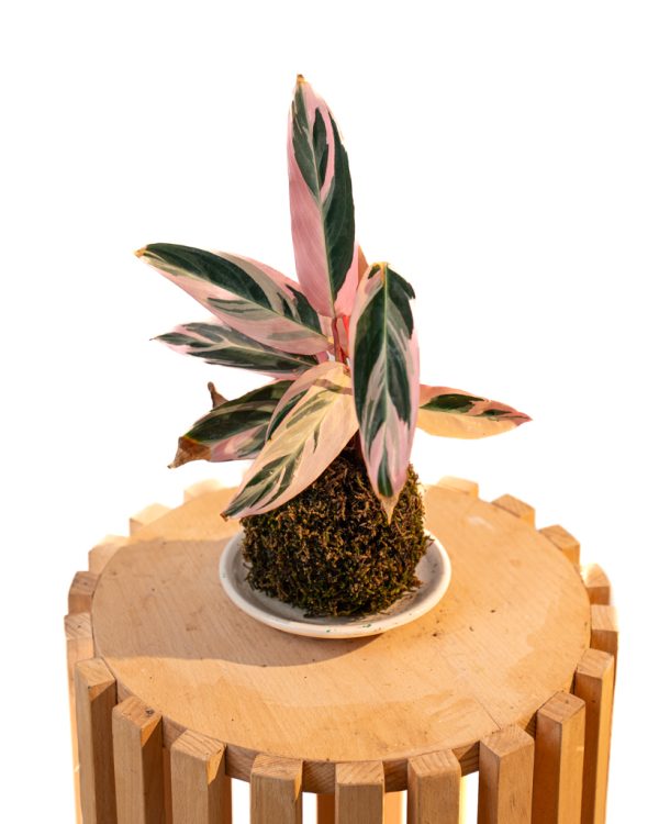 Kokedama Stromanthe Triostar