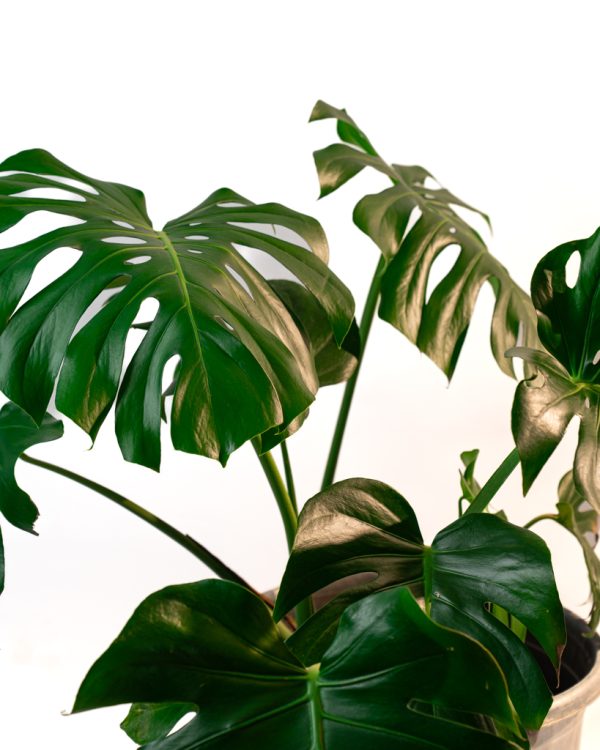 Monstera Deliciosa - XXL – Image 2