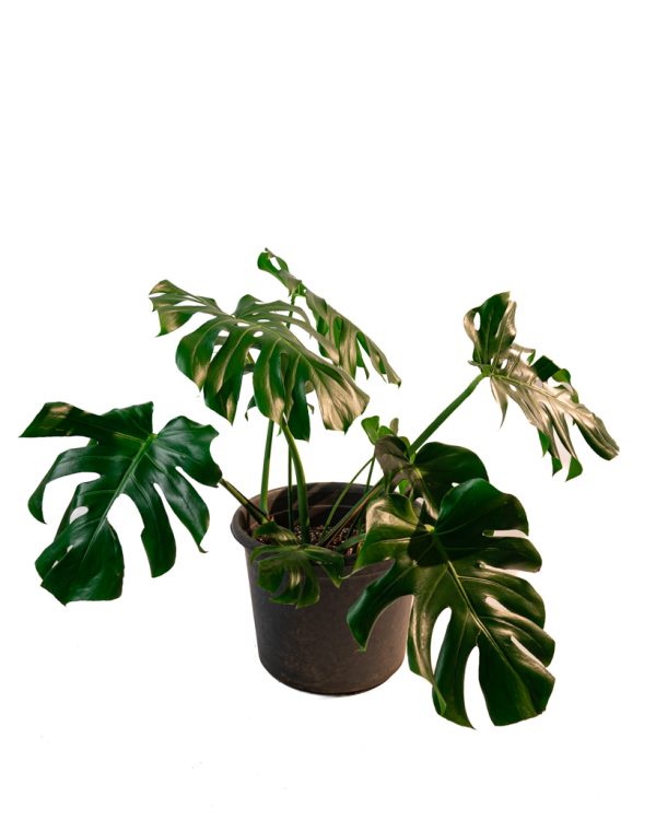 Monstera Deliciosa - XXL – Image 3