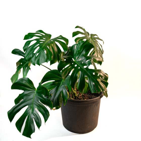 Monstera Deliciosa - XXL