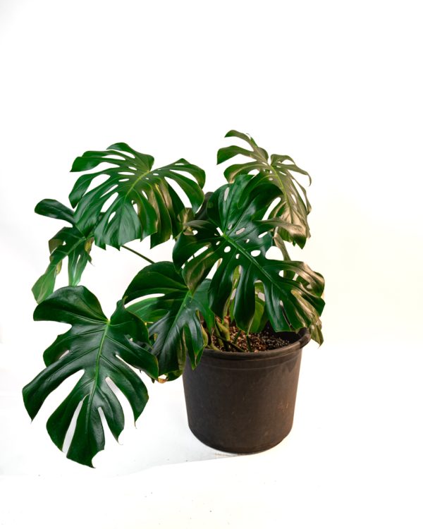Monstera Deliciosa - XXL