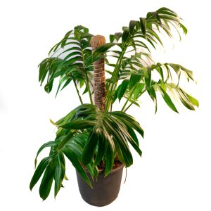 Rhaphidophora Decursiva