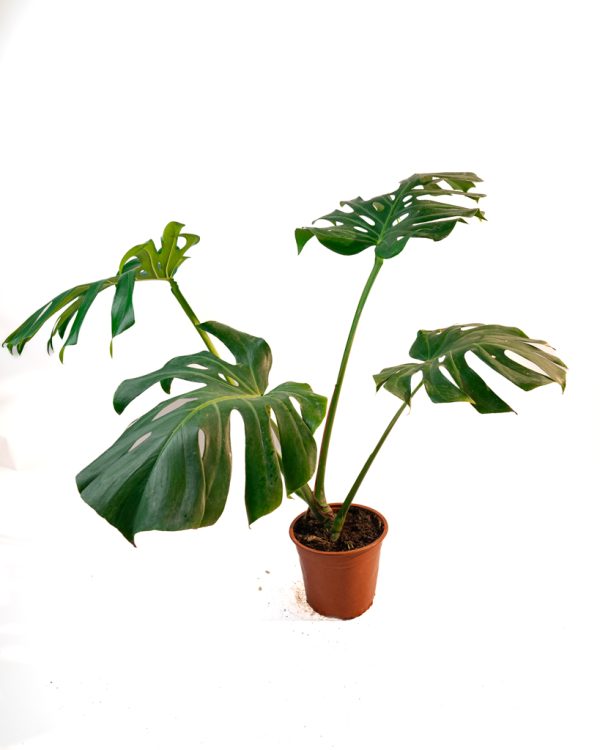 Monstera deliciosa – Taille XL