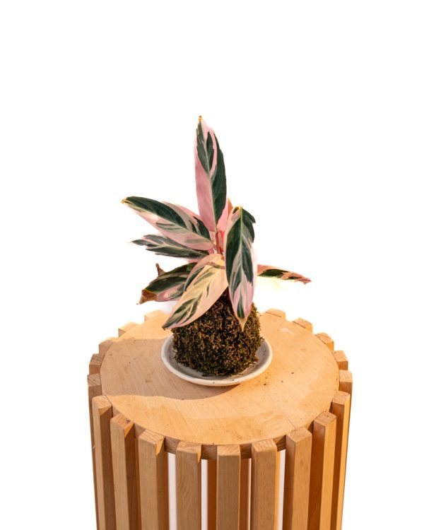 Kokedama Stromanthe Triostar – Image 2