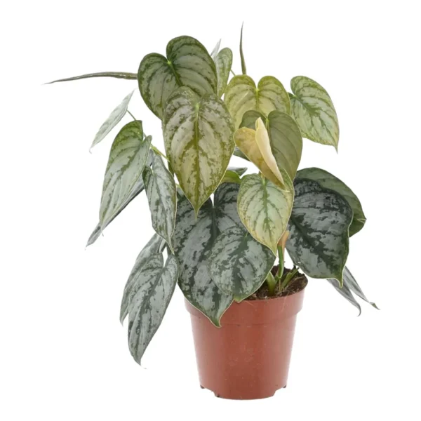 Philodendron Brandtianum – Image 2