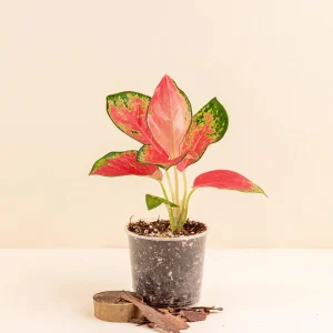 Aglaonema Miss Thailand
