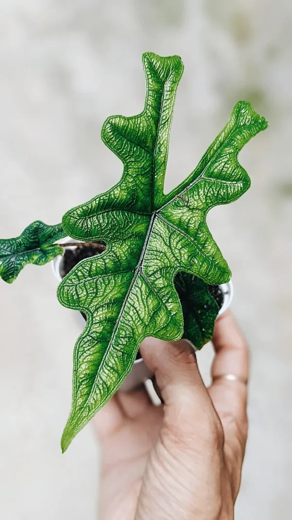 Alocasia Jacklyn