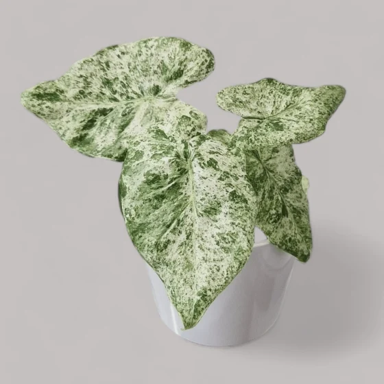 Alocasia Macrorrhiza Splash