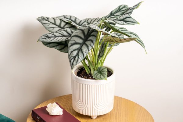Alocasia silver dragon – Image 2