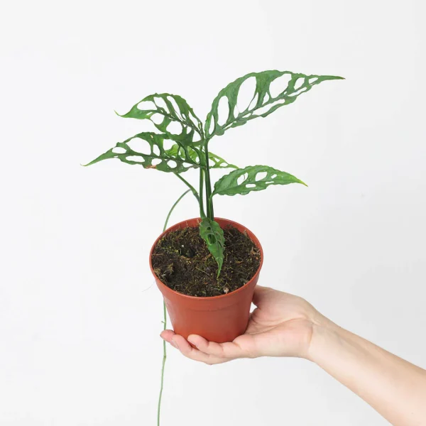 Monstera obliqua Peru