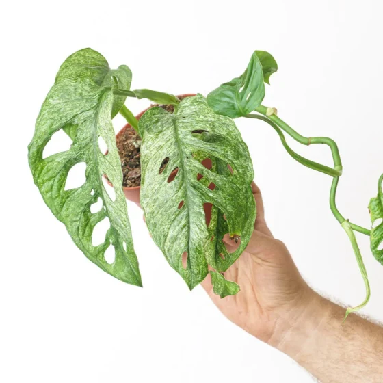 Monstera adansonii mint