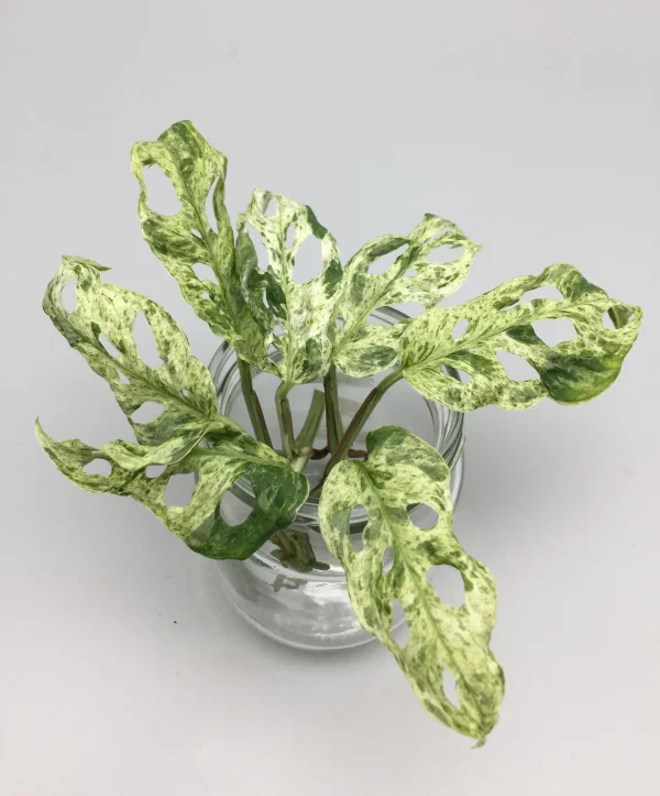 Monstera Frozen Freckles