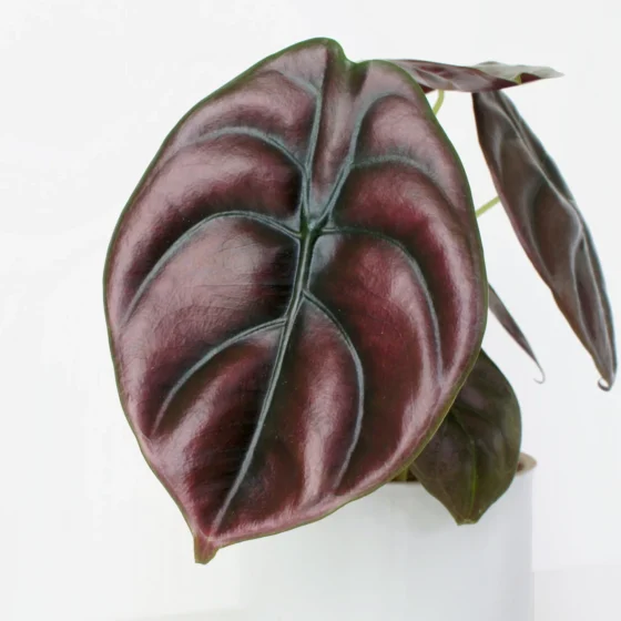 Alocasia cuprea