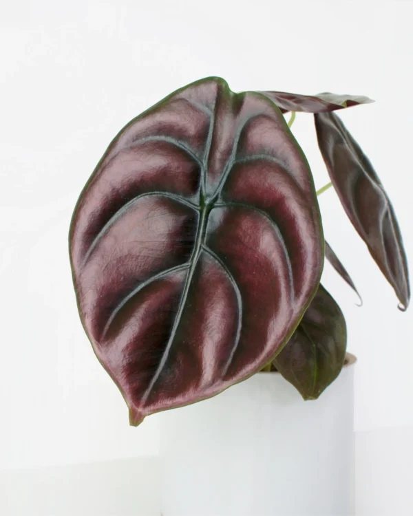 Alocasia cuprea