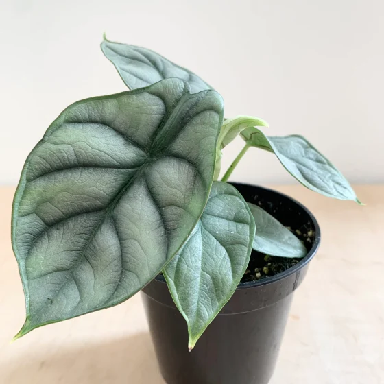 Alocasia silver dragon
