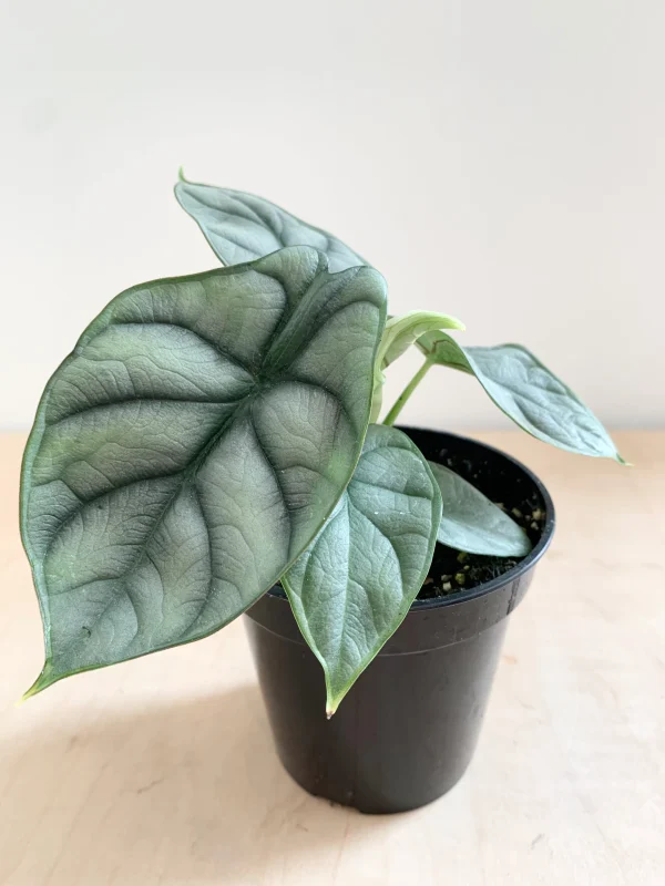 Alocasia silver dragon