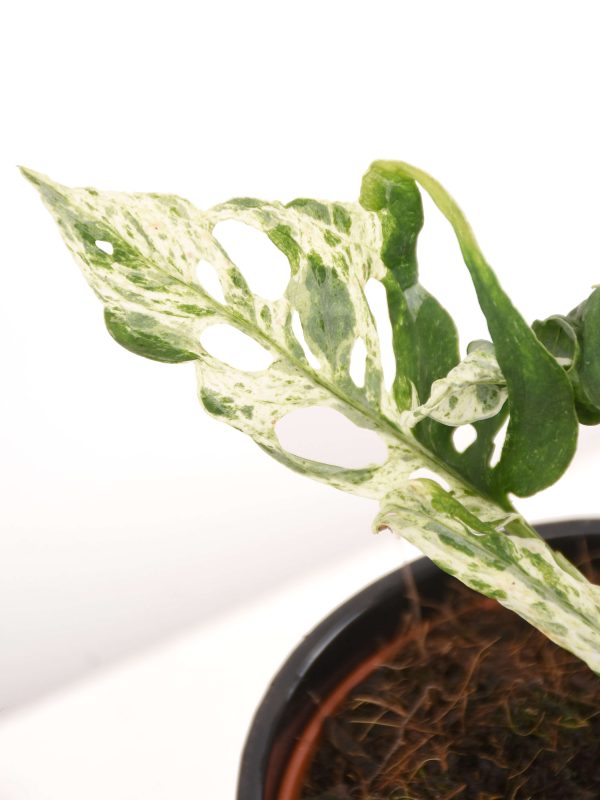 Monstera Frozen Freckles – Image 3