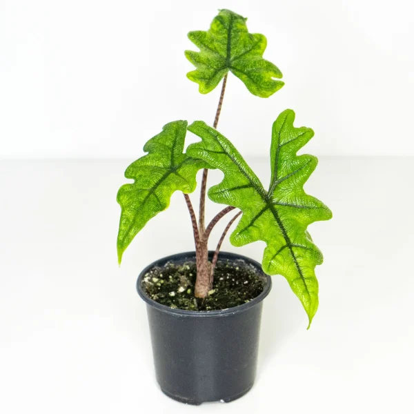 Alocasia Jacklyn – Image 2