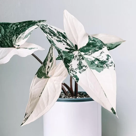 Syngonium podophyllum 'Albo Variegata'