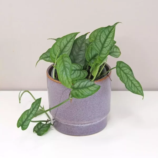 Philodendron Siltepecana – Image 2