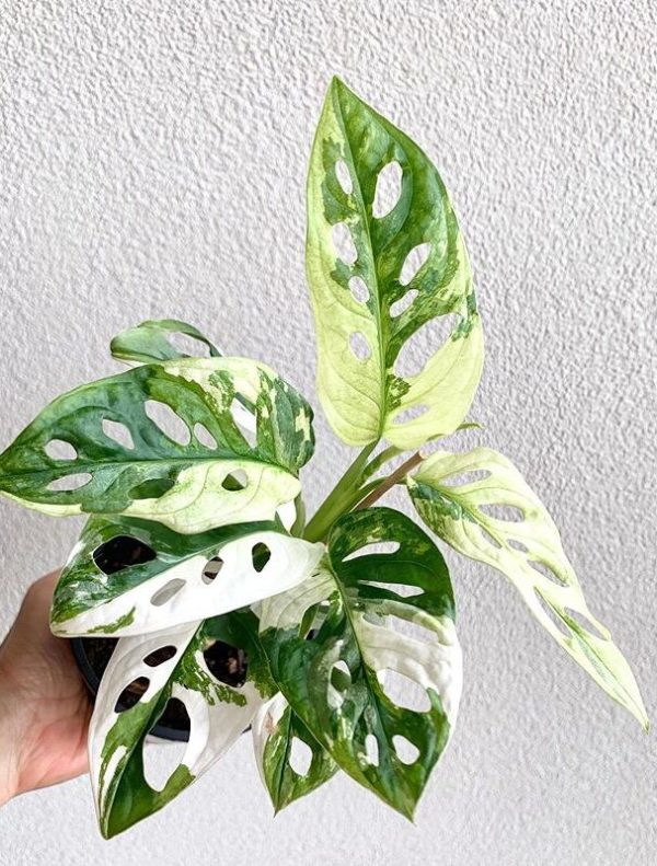Monstera adansonii variegata – Image 2