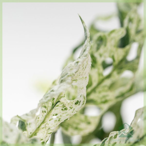 Monstera Frozen Freckles – Image 2