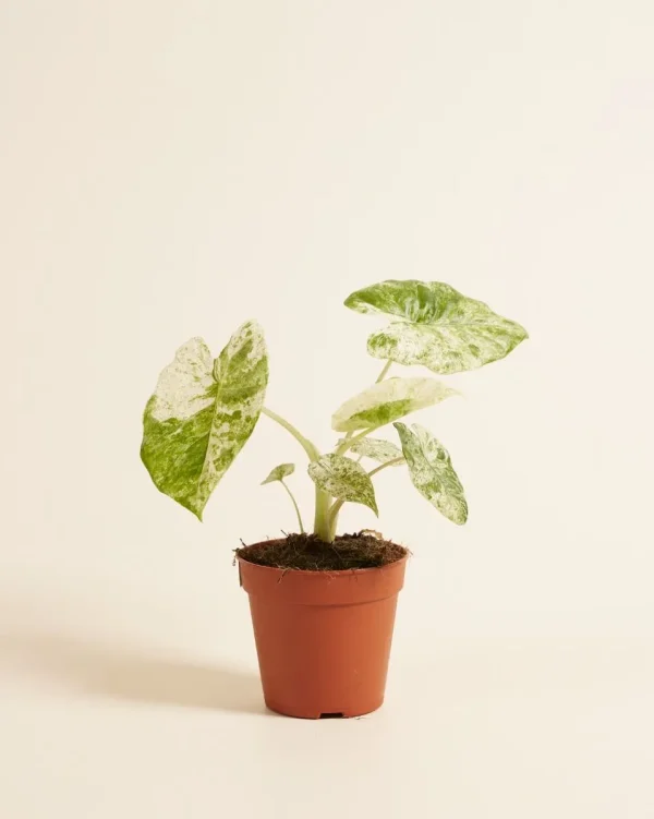 Alocasia Macrorrhiza Splash – Image 2