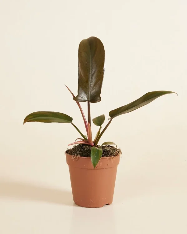 Philodendron Florida Bronze – Image 2