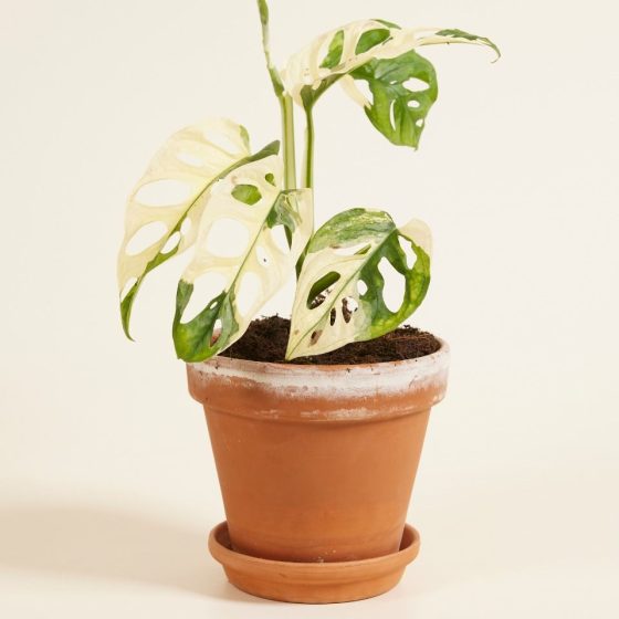 Monstera adansonii variegata