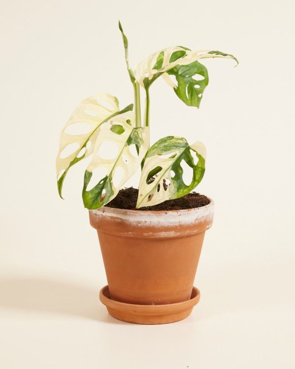 Monstera adansonii variegata