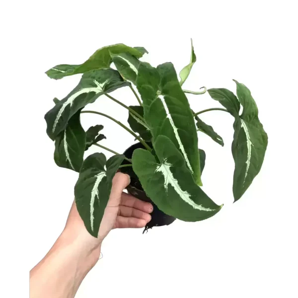 Syngonium wendlandii
