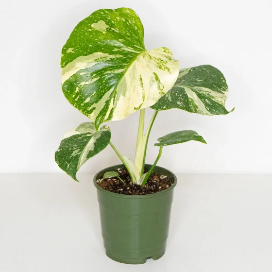 Monstera thai constellation