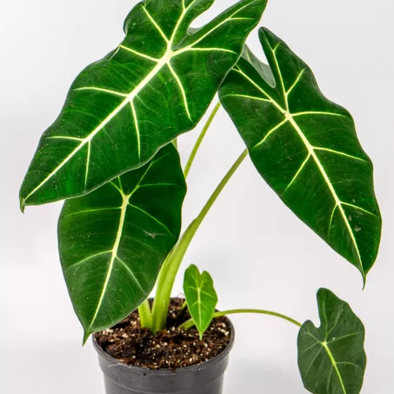 Alocasia Frydek